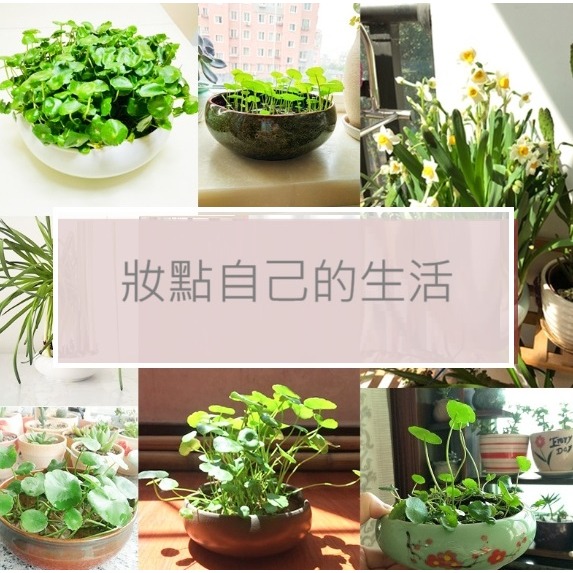 【巨路生活】插花盆 水培植物盆 陶瓷花盆 大口徑水養花盆 一葉蓮銅錢草碗蓮專用盆缸-細節圖3