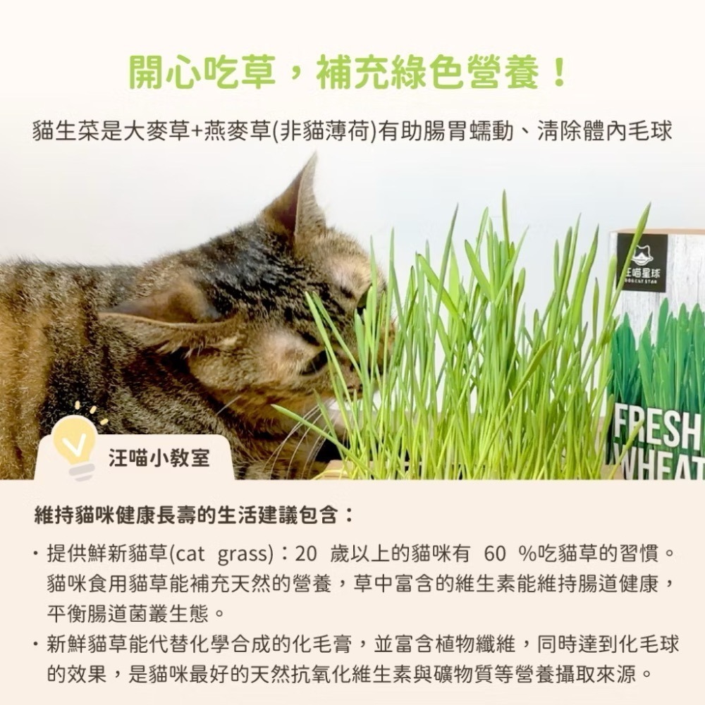 「玩水養蝦人」汪喵星球 汪喵生菜 貓草新鮮栽培盒 貓草 小麥草 排毛 小麥草栽種盒 貓咪生菜 貓草盒 DIY種植-細節圖5