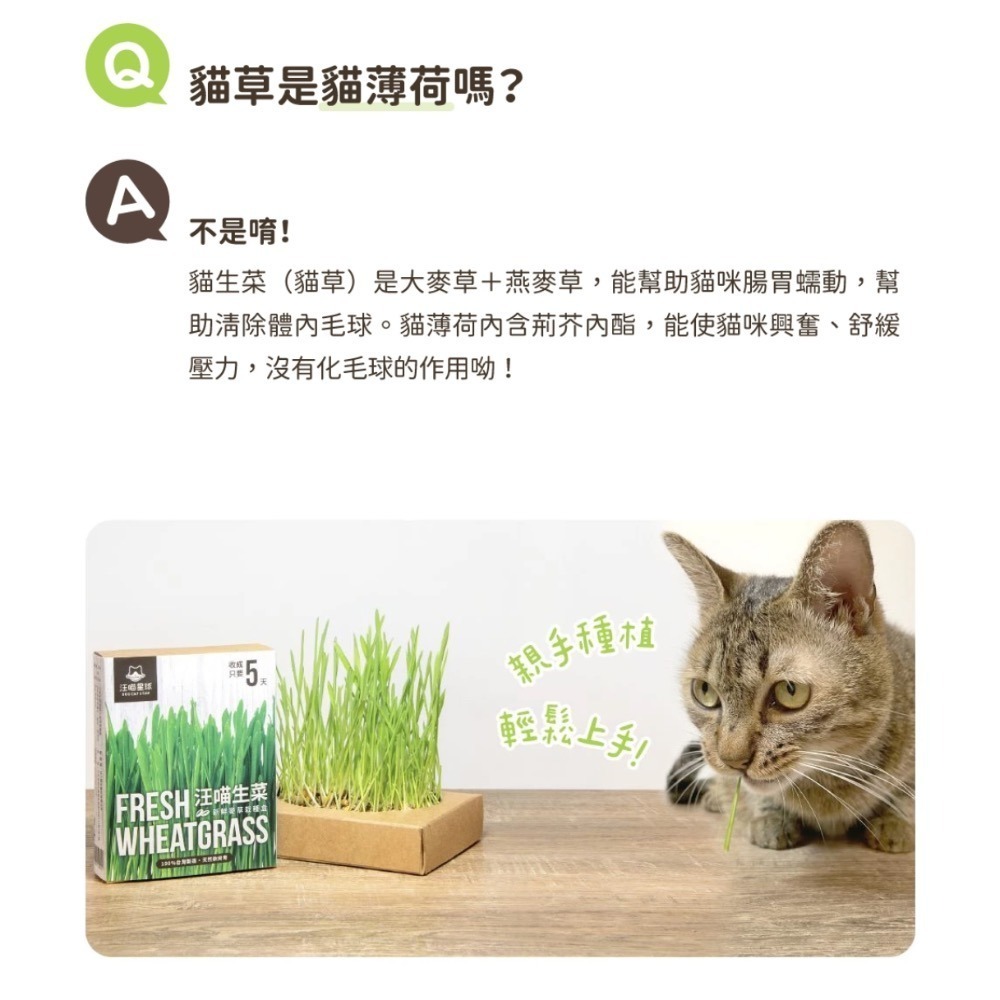 「玩水養蝦人」汪喵星球 汪喵生菜 貓草新鮮栽培盒 貓草 小麥草 排毛 小麥草栽種盒 貓咪生菜 貓草盒 DIY種植-細節圖6