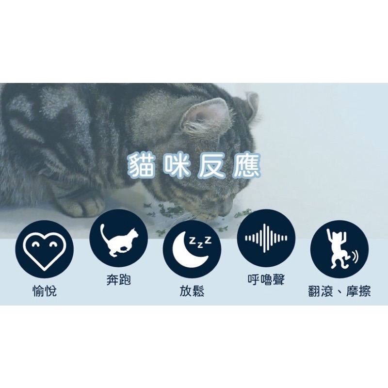 「玩水養蝦人」貓咪旺農場 仿生鮮系列 貓草包 魚玩具 貓薄荷 木天蓼 貓咪玩具 貓玩具 填充玩具 磨牙玩具 兔子踢-細節圖3