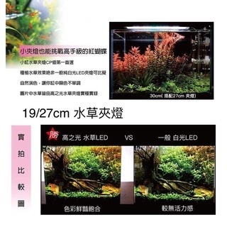 「玩水養蝦人」高之光 夾燈 ISTA 伊士達 LED 側夾燈 水草 藍白 增豔燈 全藍 魚缸燈 高亮度 水草燈 補燈-細節圖4