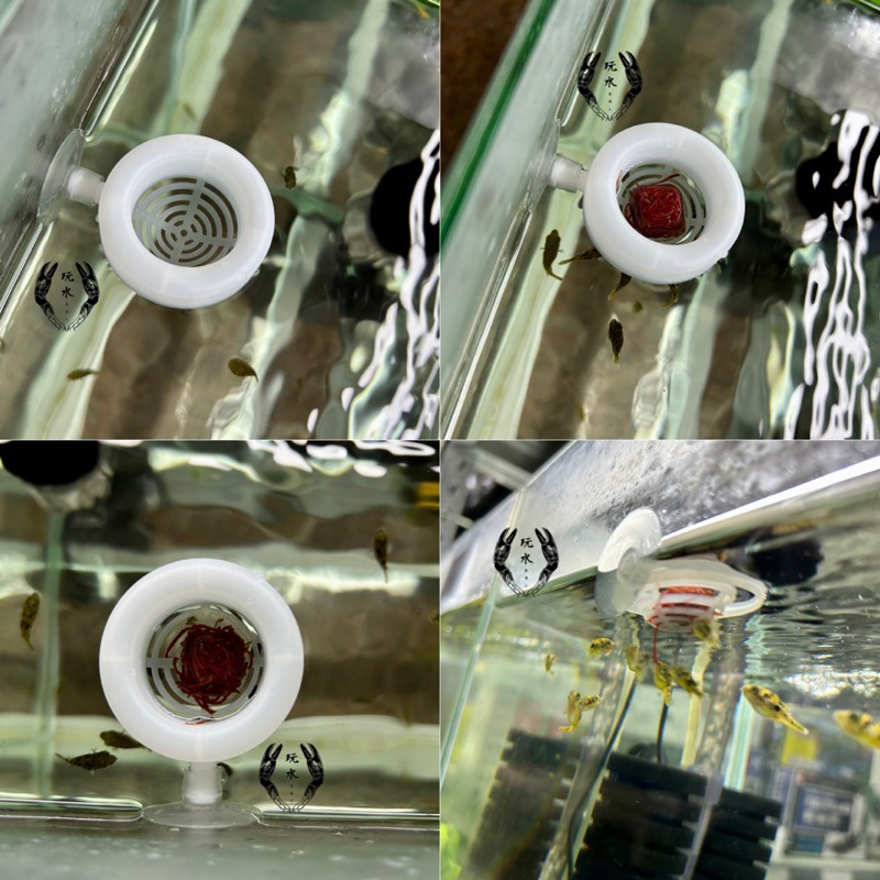 「玩水養蝦人」餵食杯 Hikari 高夠力 餵食框 餵食圈 餵食器 水族用品 飼料 魚缸 小型魚 赤蟲 紅蟲 絲蚯蚓-細節圖3