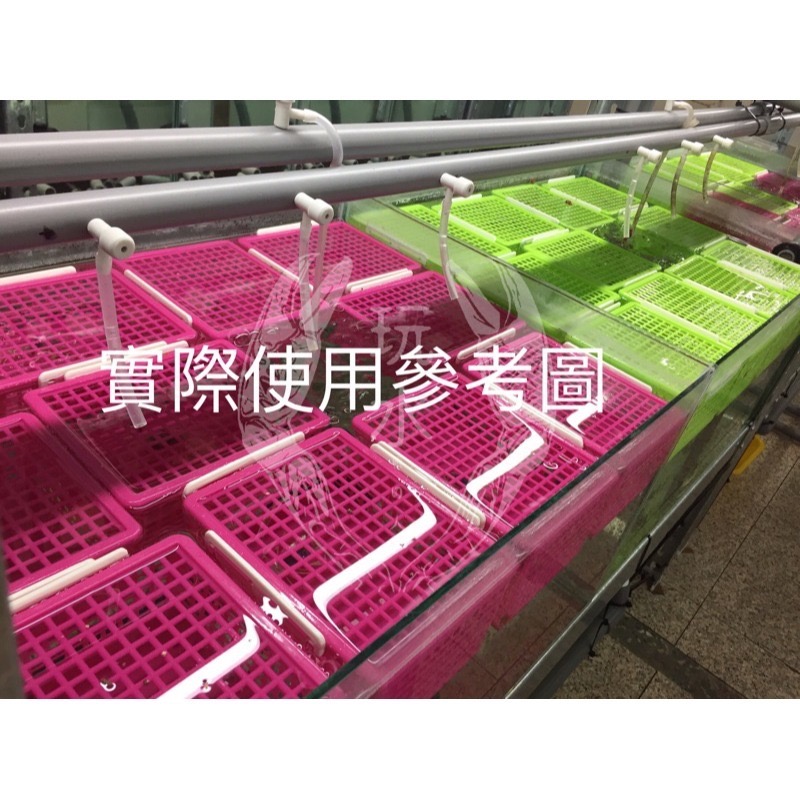 「玩水養蝦人」塑膠隔離盒 自浮式 螯蝦隔離 魚蝦隔離 塑膠籃 繁殖 隔離 飼育箱 隔離盒 產子盒 孔雀魚 螯蝦-細節圖3