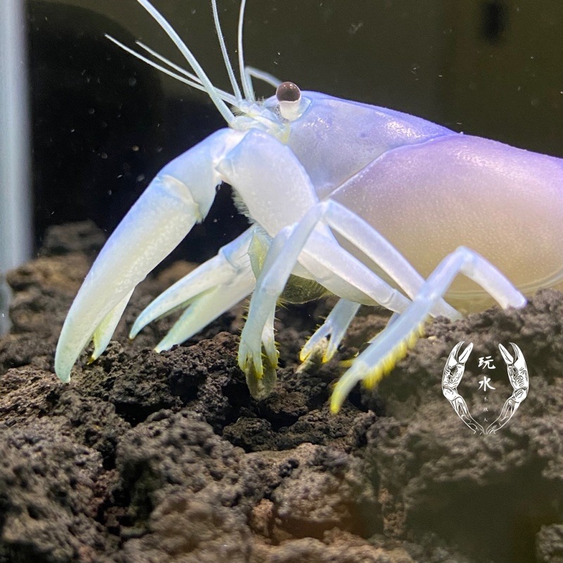 「玩水養蝦人 嚴選」增豔飼料 ！ 螯蝦 米蝦 水晶蝦 螃蟹 底棲魚蝦 異型 鼠魚 快速增豔 體色加深-細節圖3