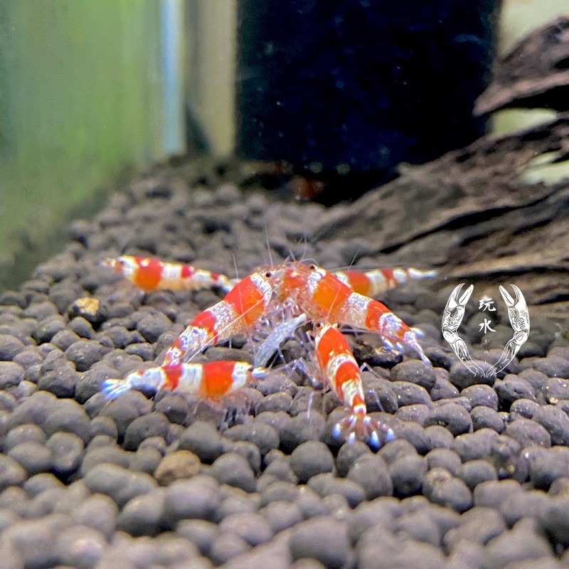 「玩水養蝦人 嚴選」增豔飼料 ！ 螯蝦 米蝦 水晶蝦 螃蟹 底棲魚蝦 異型 鼠魚 快速增豔 體色加深-細節圖4