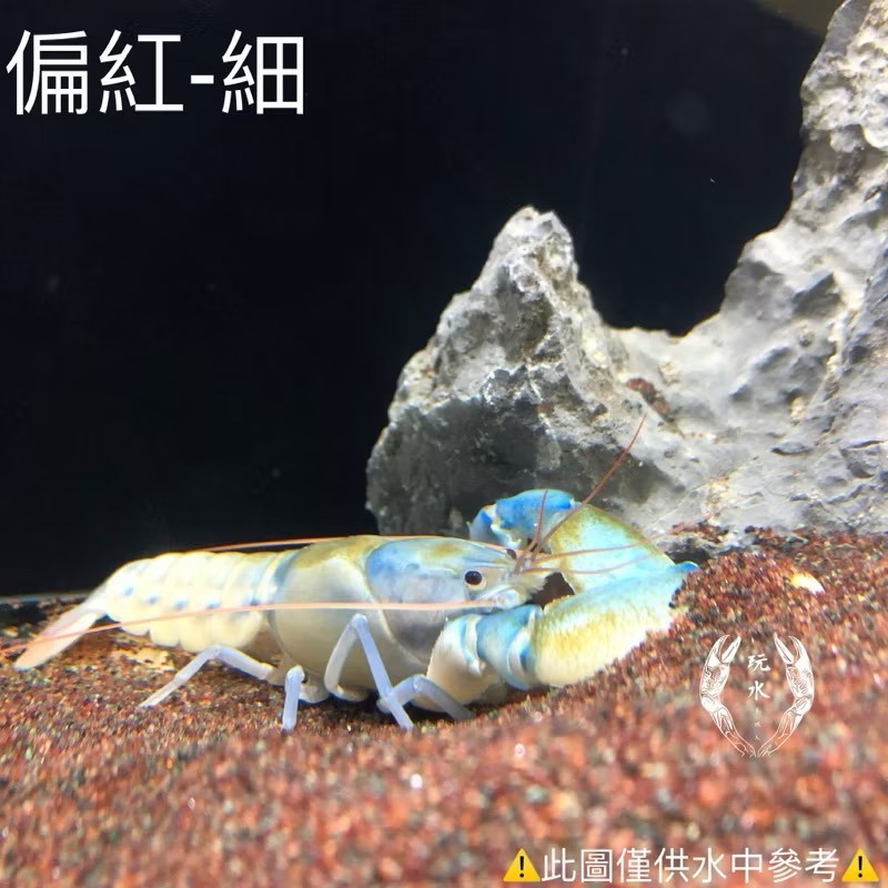 「玩水養蝦人」熱帶雨林砂 雨林砂 雨林沙 細沙 細砂 鼠魚砂 底砂 底沙 熱帶雨林 園藝 花盆 造景 水族造景 鼠魚-細節圖2