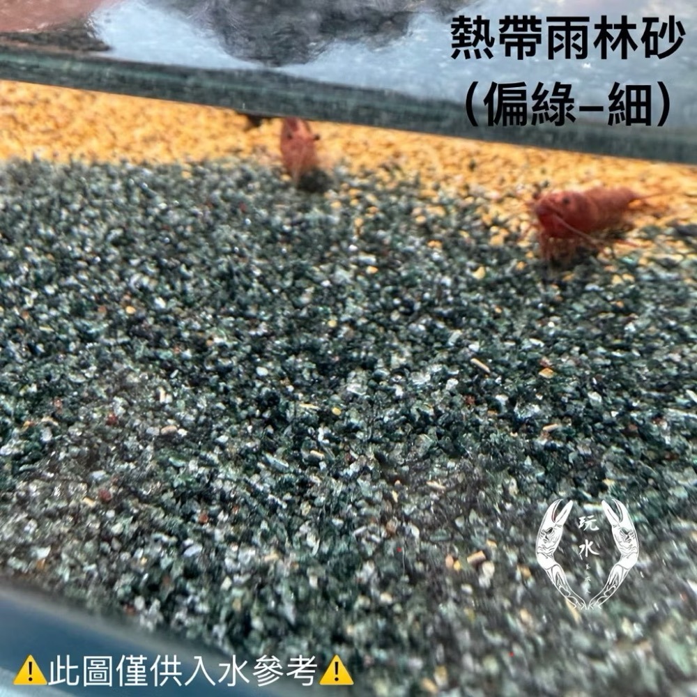「玩水養蝦人」熱帶雨林砂 雨林砂 雨林沙 細沙 細砂 鼠魚砂 底砂 底沙 熱帶雨林 園藝 花盆 造景 水族造景 鼠魚-細節圖4