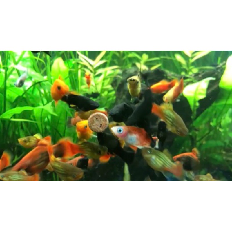 「玩水養蝦人」增豔維他黏貼飼料 散售 魚飼料 增豔 觀賞魚 孔雀魚 燈科 底棲 小型魚 米蝦 沉底 TROPICAL-細節圖2