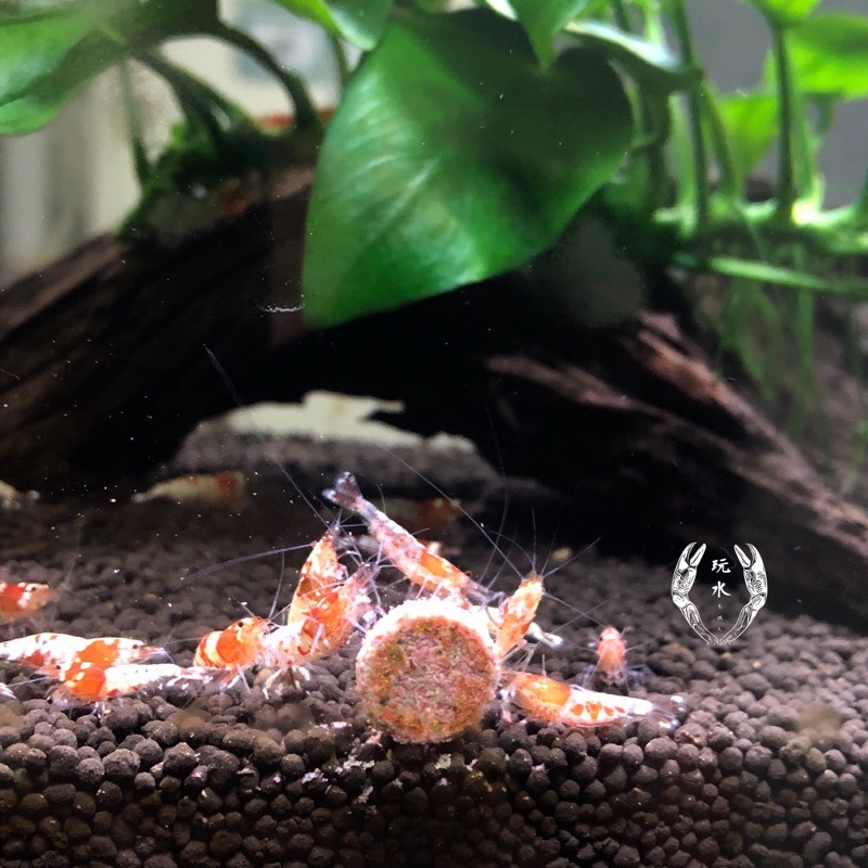 「玩水養蝦人」增豔維他黏貼飼料 散售 魚飼料 增豔 觀賞魚 孔雀魚 燈科 底棲 小型魚 米蝦 沉底 TROPICAL-細節圖3