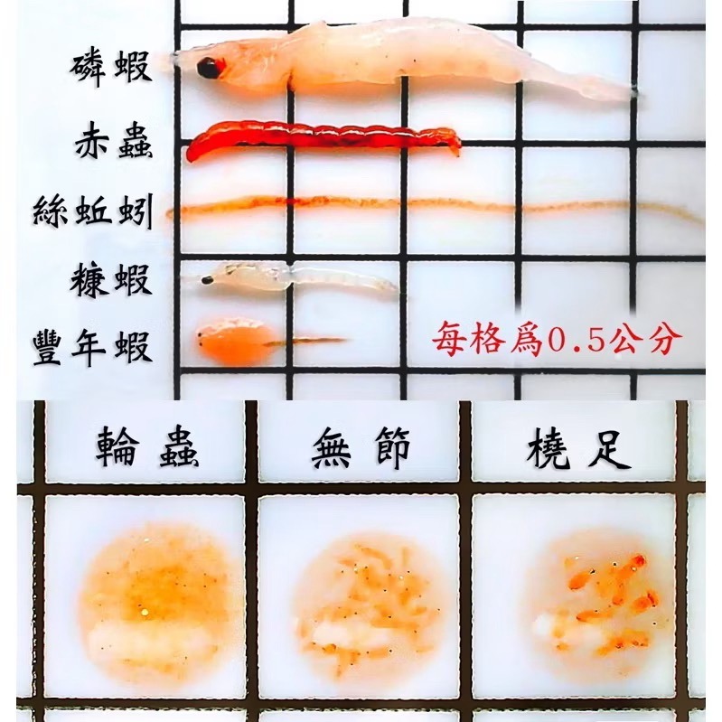 「玩水養蝦人冷凍飼料 伯洋 冷凍餌料 飼料 觀賞魚 豐年蝦 磷蝦 糠蝦 橈足 輪蟲 赤蟲 紅蟲 絲蚯蚓-細節圖3