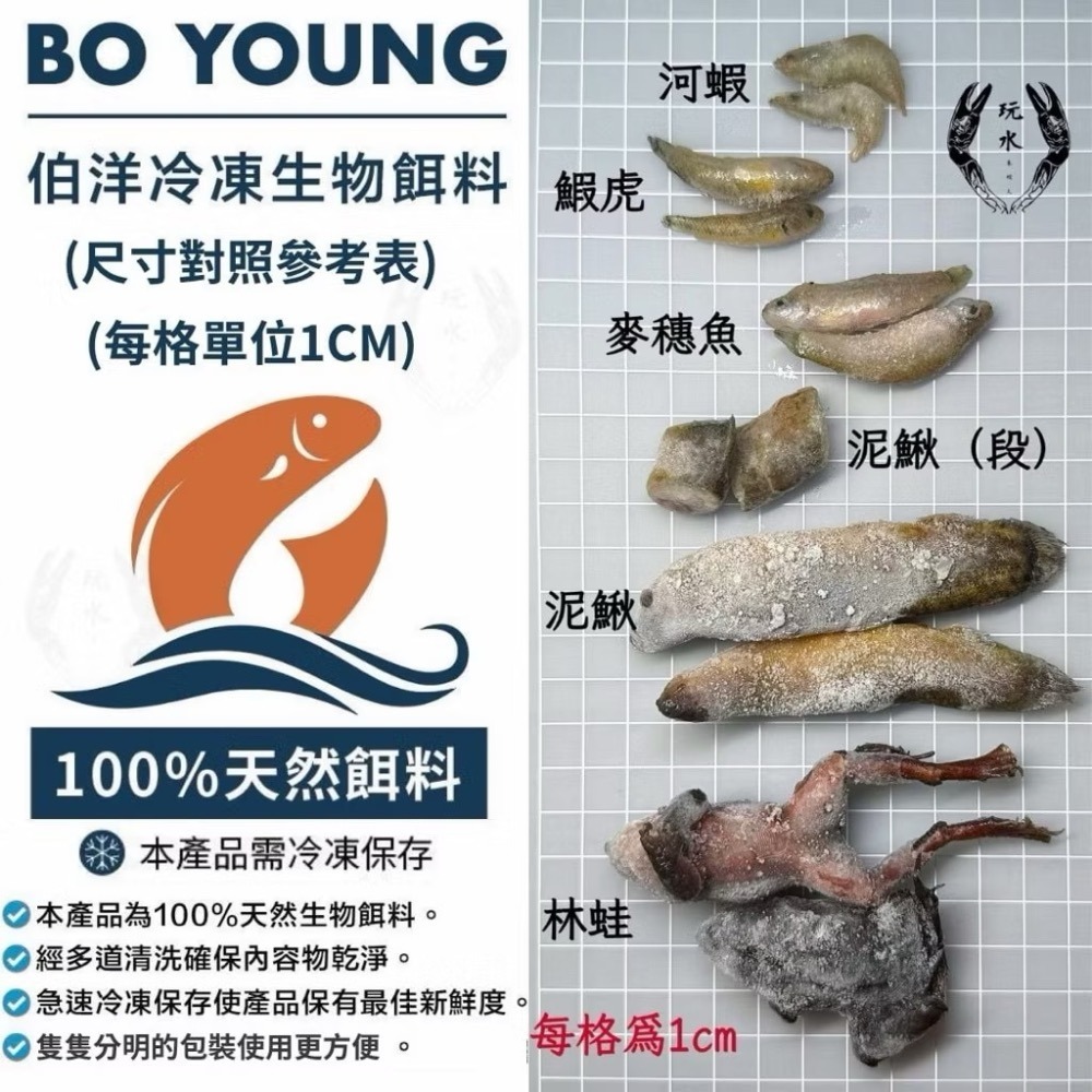 「玩水養蝦人」冷凍飼料 伯洋 冷凍餌料 飼料 觀賞魚 龍魚 雷龍 林蛙 泥鰍 麥穗魚 鰕虎 河蝦 鴨嘴 恐龍 大型魚-細節圖2