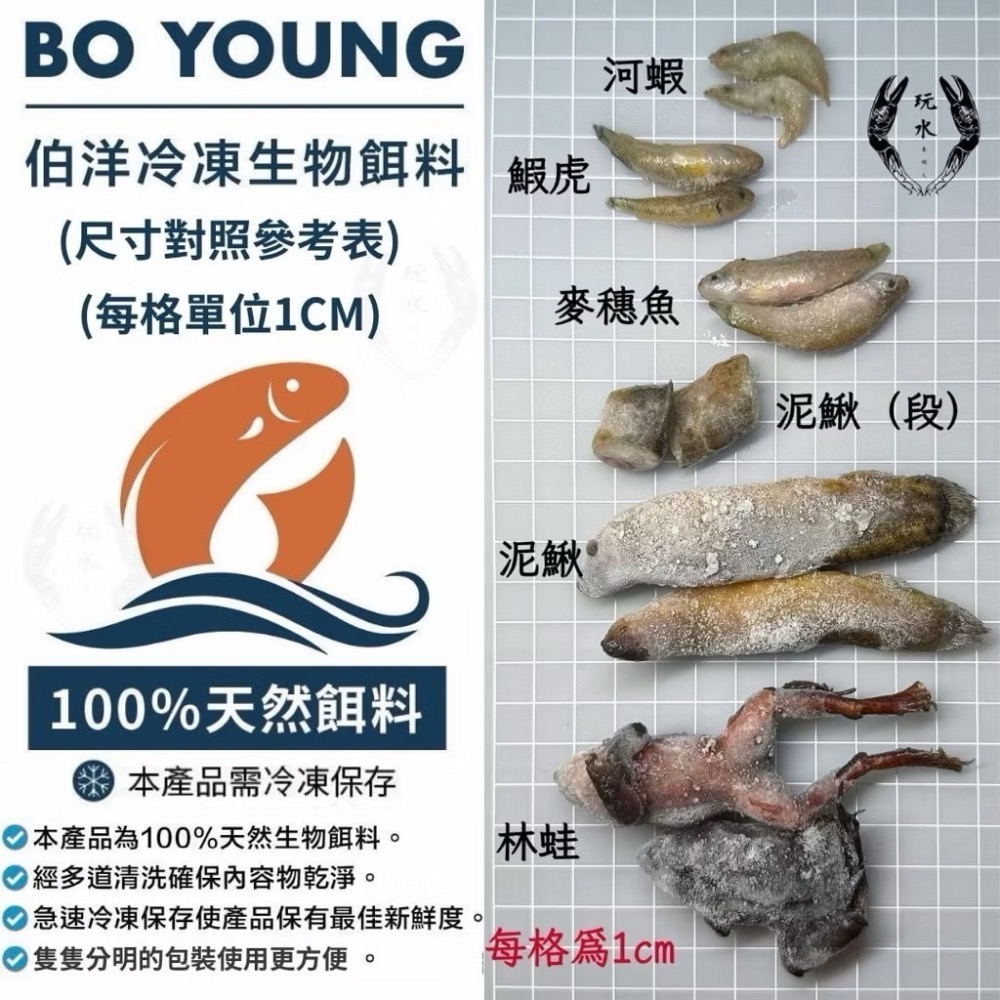 「玩水養蝦人」冷凍飼料 伯洋 冷凍餌料 飼料 觀賞魚 龍魚 雷龍 林蛙 泥鰍 麥穗魚 鰕虎 河蝦 鴨嘴 恐龍 大型魚-細節圖2