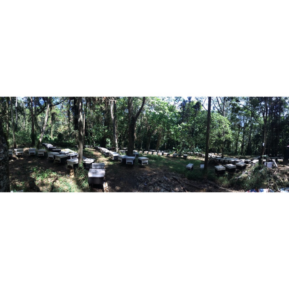 380公克荔枝蜜防漏擠壓瓶中秋節禮盒、母親節禮物、父親節禮物、過年禮盒、年節伴手禮、客製禮盒）-細節圖3