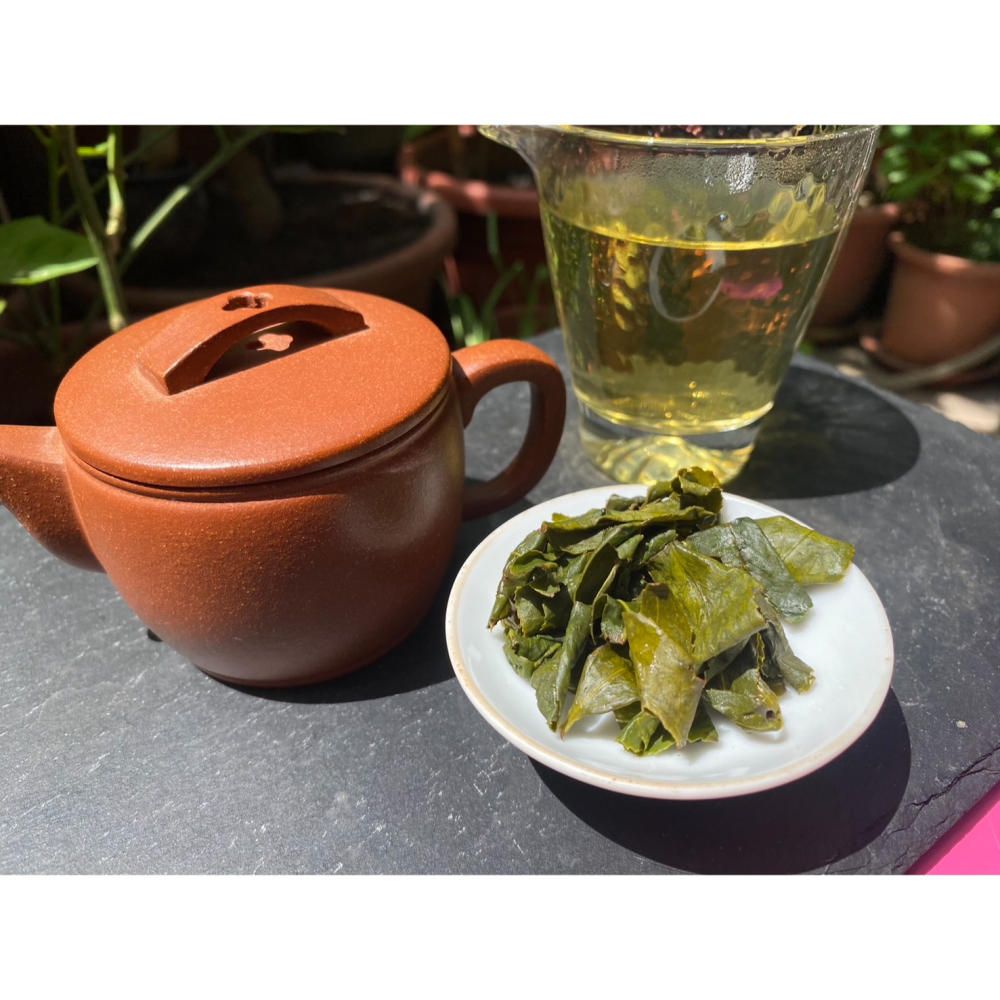 <千味藏茶>2024年春茶 華崗青心烏龍 梨山茶 高山茶 烏龍茶-細節圖5