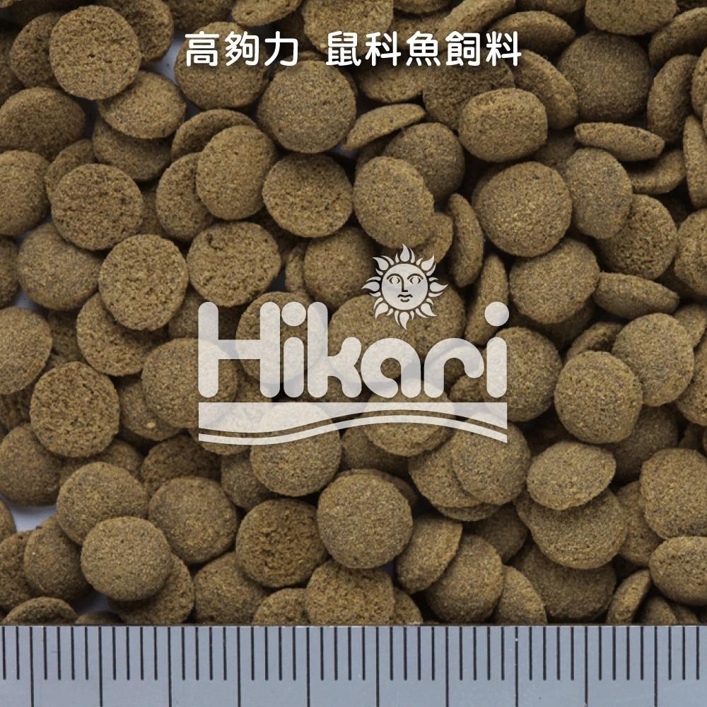 微笑的魚水族☆Hikari-高夠力【鼠魚專用營養飼料15g.50g.80g.110g】鼠魚專用營養飼料.⿏科⿂飼料-細節圖6