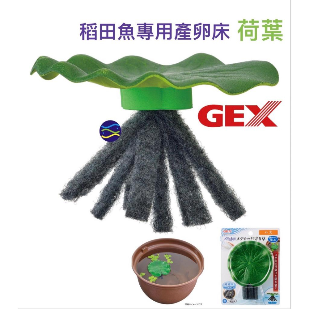 微笑的魚水族☆GEX-五味【稻田魚專用產卵床-荷葉】青鱂水景 青鱂護身符 楊貴妃 自浮式-細節圖3