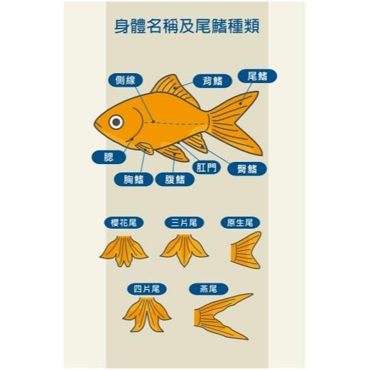 微笑的魚水族☆Hikari-高夠力【⾦⿂蘭壽飼料Baby 80g.Mini 100g】異型也愛吃05216.05220-細節圖7