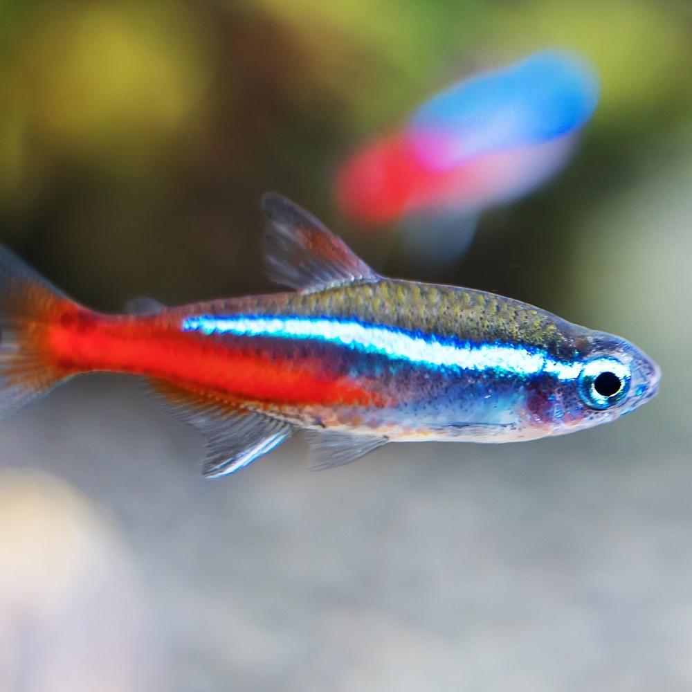 微笑的魚水族☆Hikari-高夠力【燈科⿂飼料12g.22g.45g.80g】燈魚飼料 燈科魚、四間、米老鼠魚-細節圖3