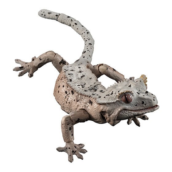 小仔的玩具窩★日版GASHAPON「現貨」 BANDAI 生物大圖鑑 扭蛋 睫角守宮 P1 P2 蜥蜴 守宮 爬蟲類-細節圖3