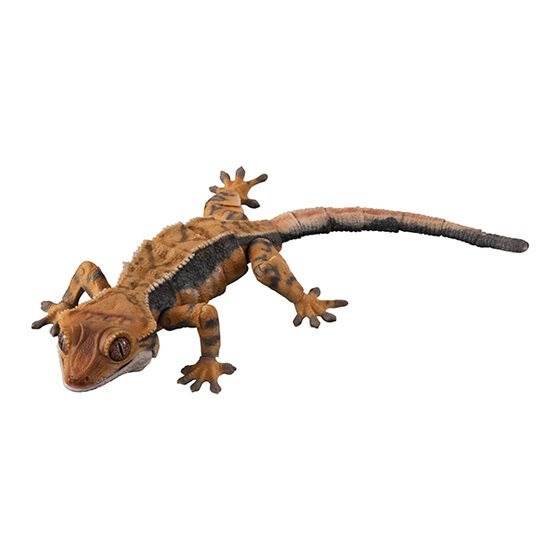 小仔的玩具窩★日版GASHAPON「現貨」 BANDAI 生物大圖鑑 扭蛋 睫角守宮 P1 P2 蜥蜴 守宮 爬蟲類-細節圖11