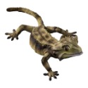 小仔的玩具窩★日版GASHAPON「現貨」 BANDAI 生物大圖鑑 扭蛋 睫角守宮 P1 P2 蜥蜴 守宮 爬蟲類-規格圖11