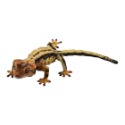小仔的玩具窩★日版GASHAPON「現貨」 BANDAI 生物大圖鑑 扭蛋 睫角守宮 P1 P2 蜥蜴 守宮 爬蟲類-規格圖11