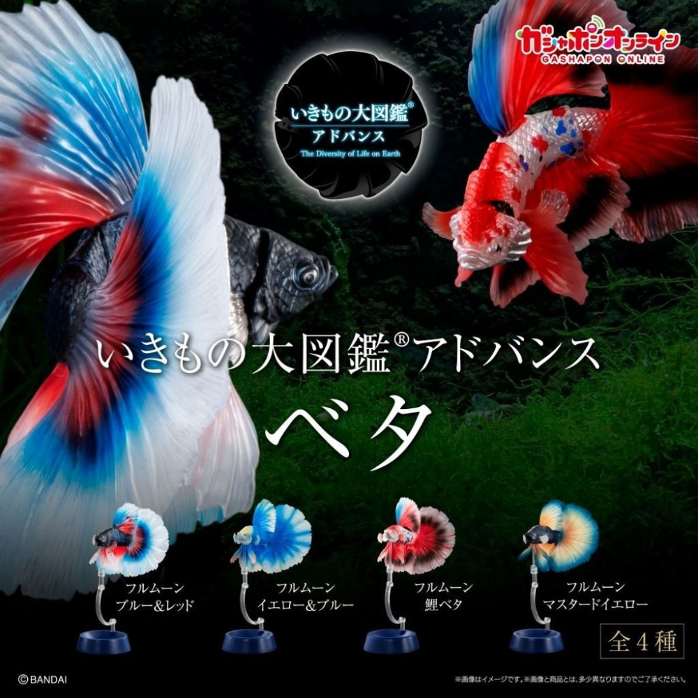 小仔的玩具窩★日版GASHAPON「現貨」 BANDAI 生物大圖鑑 進擊 鬥魚 ADCANCE 熱帶魚 半月鬥魚-細節圖3