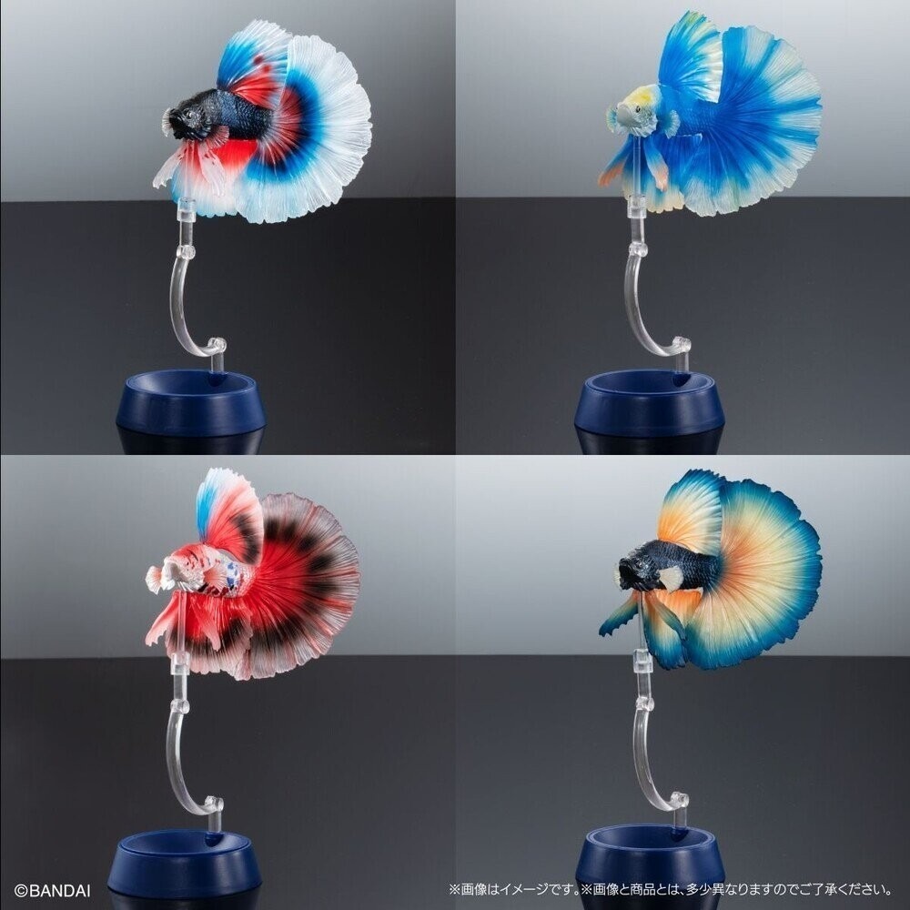 小仔的玩具窩★日版GASHAPON「現貨」 BANDAI 生物大圖鑑 進擊 鬥魚 ADCANCE 熱帶魚 半月鬥魚-細節圖4