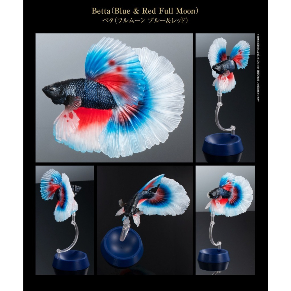 小仔的玩具窩★日版GASHAPON「現貨」 BANDAI 生物大圖鑑 進擊 鬥魚 ADCANCE 熱帶魚 半月鬥魚-細節圖5