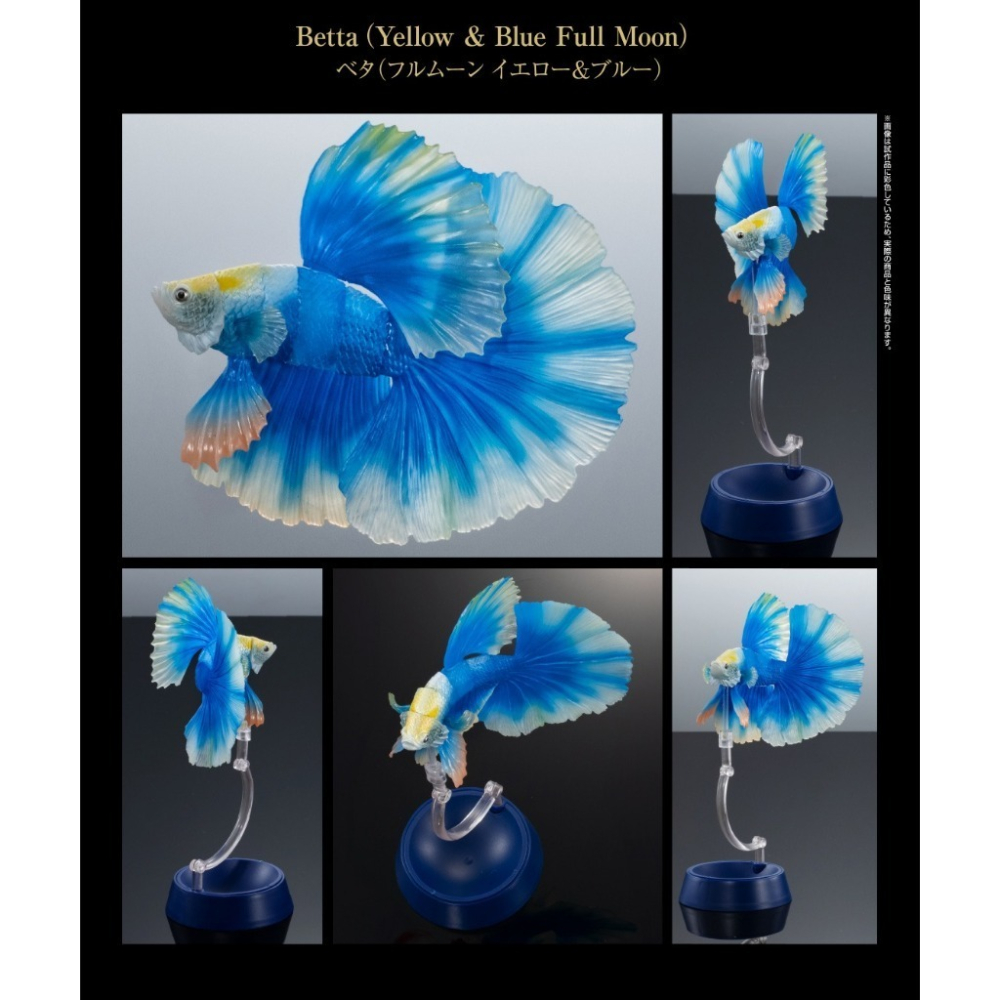 小仔的玩具窩★日版GASHAPON「現貨」 BANDAI 生物大圖鑑 進擊 鬥魚 ADCANCE 熱帶魚 半月鬥魚-細節圖6