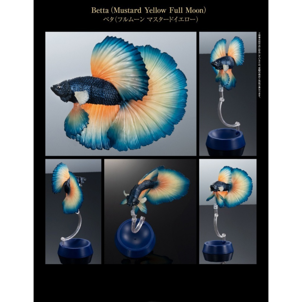 小仔的玩具窩★日版GASHAPON「現貨」 BANDAI 生物大圖鑑 進擊 鬥魚 ADCANCE 熱帶魚 半月鬥魚-細節圖8