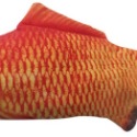 紅鯉魚