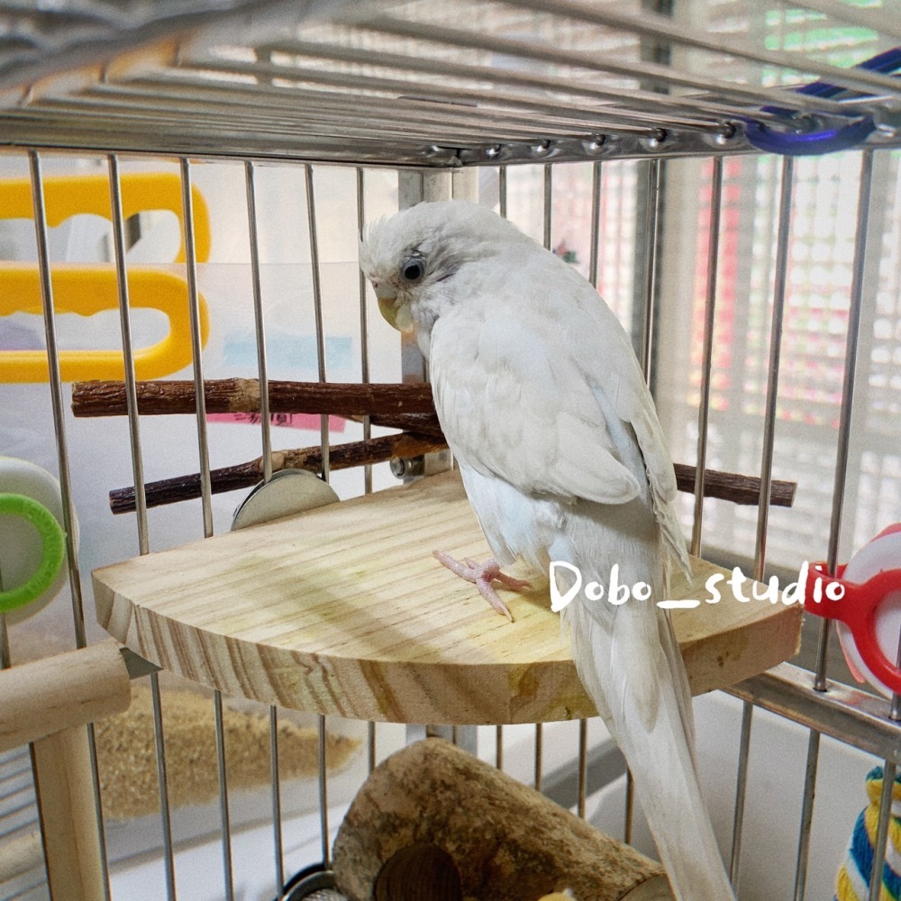 鳥我一下好嗎🍀扇形鸚鵡休息臺 鸚鵡跳台 松木 鳥踏板 跳台 鳥籠站台 虎皮 站架 玄鳳 雲梯鸚鵡站架 鸚鵡用品 鳥站台-細節圖2