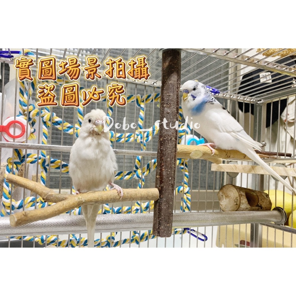 鳥我一下好嗎🍀鳥類二分岔站木 鸚鵡棲木棒 鸚鵡用品 站架 站棍 虎皮 牡丹 玄風 實木站架 遊戲平台 鳥攀爬 原木站架-細節圖6