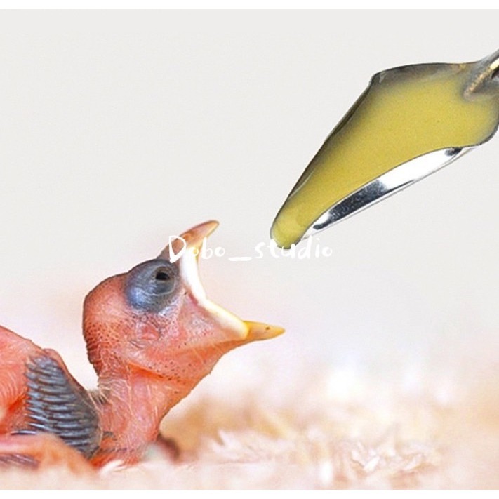 鳥我一下好嗎🍀幼鳥餵奶勺 幼鳥餵食 鳥用餵食器 鳥用餵奶勺 鸚鵡手養 小勺子 小湯匙 小米勺子 雛鳥餵奶 湯匙 鳥用品-細節圖5