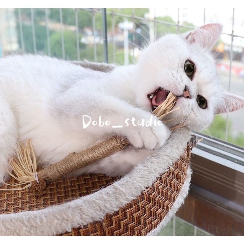 鳥我一下好嗎🍀木天蓼磨牙棒 蟲癭果 貓咪舒緩 拉菲草 咬咬棒 逗貓玩具 貓磨牙 貓咪 貓咪紓壓 貓薄荷 貓草 貓咪化毛-細節圖4