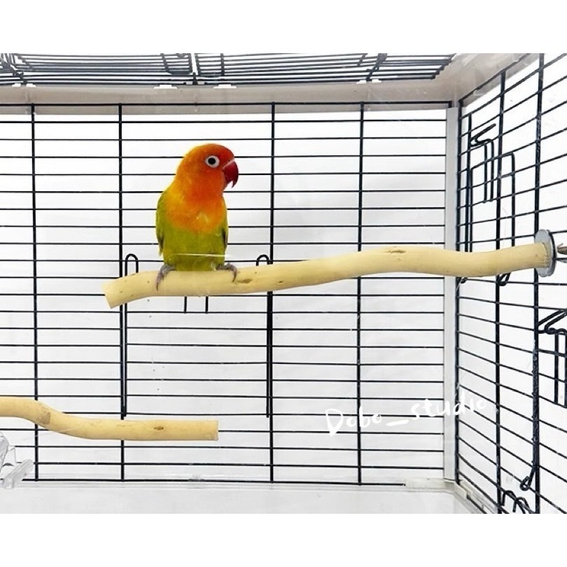 鳥我一下好嗎🍀原木站棍 鳥用站杆 外出包站棍 啃咬木 自然生長木站棍 磨爪棒 站桿 磨爪 磨指甲 玄鳳 和尚 鳥籠配件-細節圖6