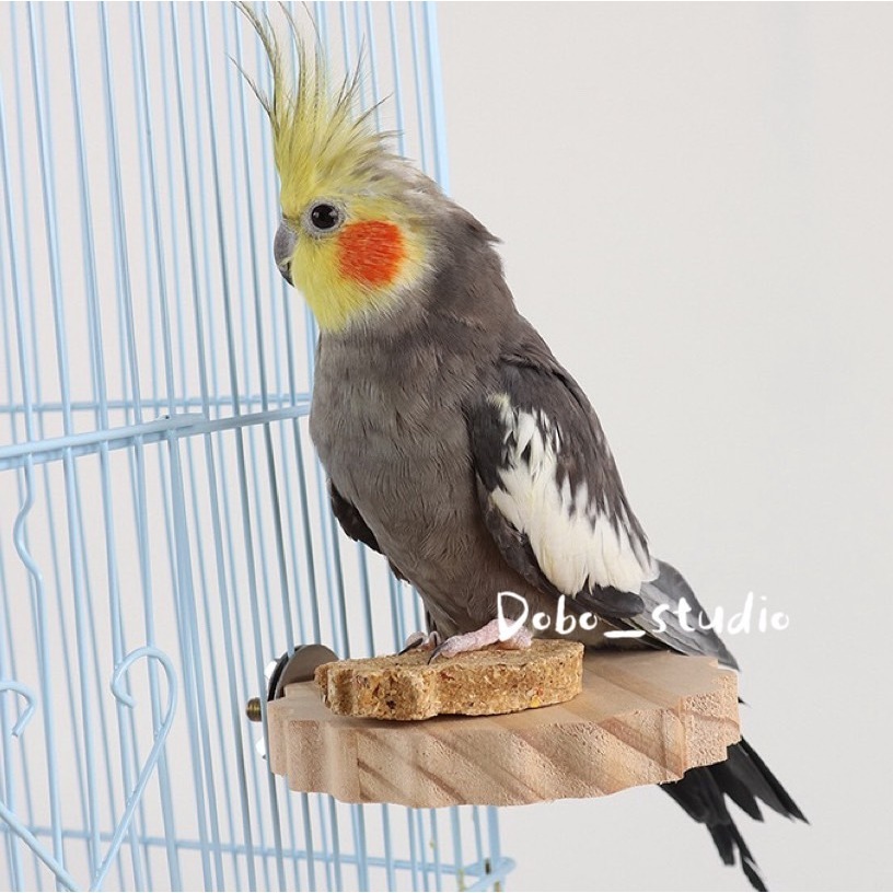 鳥我一下好嗎🍀鸚鵡花形站板 鸚鵡休息臺 小跳板 實木跳台 中小型鳥 鳥站架 鸚鵡用品 金太陽 玄鳳 雲梯跳板 鸚鵡站架-細節圖6