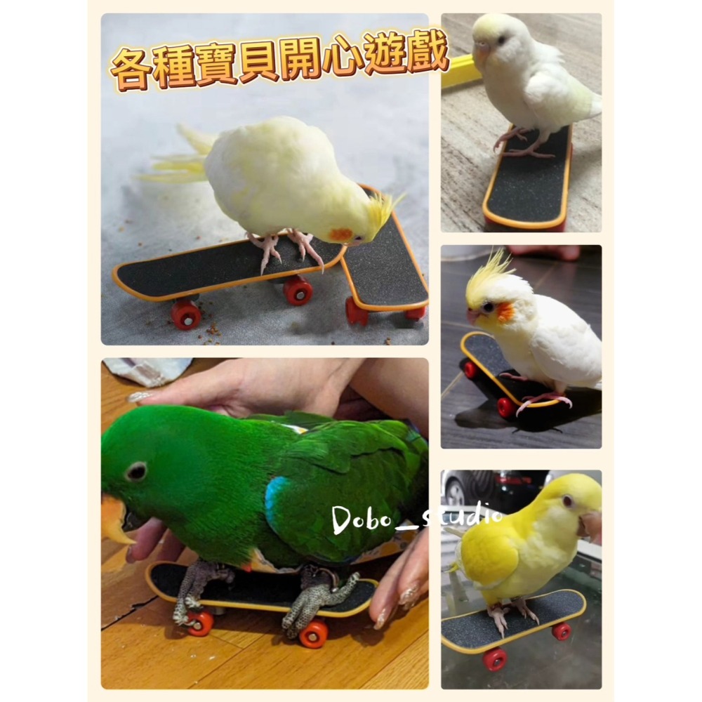 鳥我一下好嗎🍀鸚鵡腳下滑板 指尖滑板 寵物鳥訓練 磨爪迷你滑板 倉鼠滑板 鳥玩具 手滑板 迷你滑板 小滑板 烏龜玩具-細節圖8