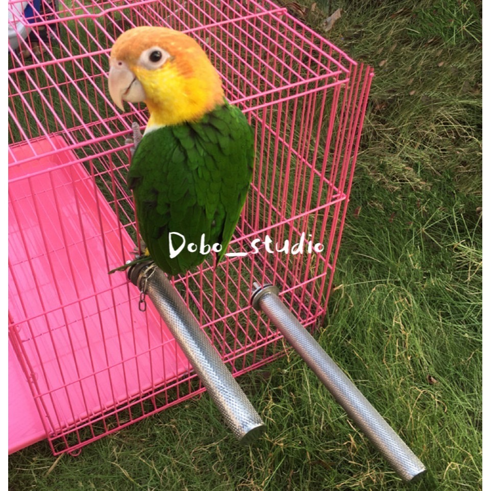 鳥我一下好嗎🍀不鏽鋼磨趾棍 鸚鵡不鏽鋼站棍 鳥磨爪棒 磨嘴站棍 玄鳳 不鏽鋼磨腳 鳥站架 白鐵鸚鵡磨趾棍 小鸚凱克鸚鵡-細節圖8