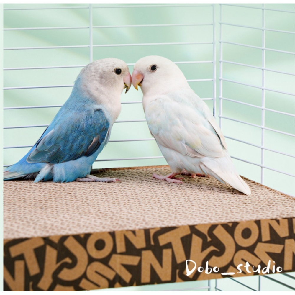 鳥我一下好嗎🍀鸚鵡紙板平台 鳥站板 發洩啃咬紙板 鸚鵡攀爬 鸚鵡休息站板 凱克鸚鵡 千層紙板 磨爪抓板 解悶玩耍 鸚鵡-細節圖5