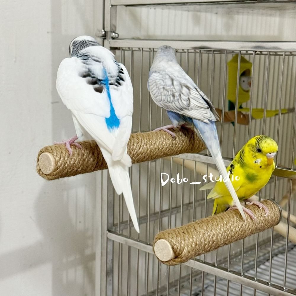 鳥我一下好嗎🍀鸚鵡麻繩站杆 鸚鵡麻繩站桿 鳥籠站杆 寵物麻繩站棒 鳥類站架 原木站棒 腳下抓握 鳥站棍 站桿 鳥類玩具-細節圖2