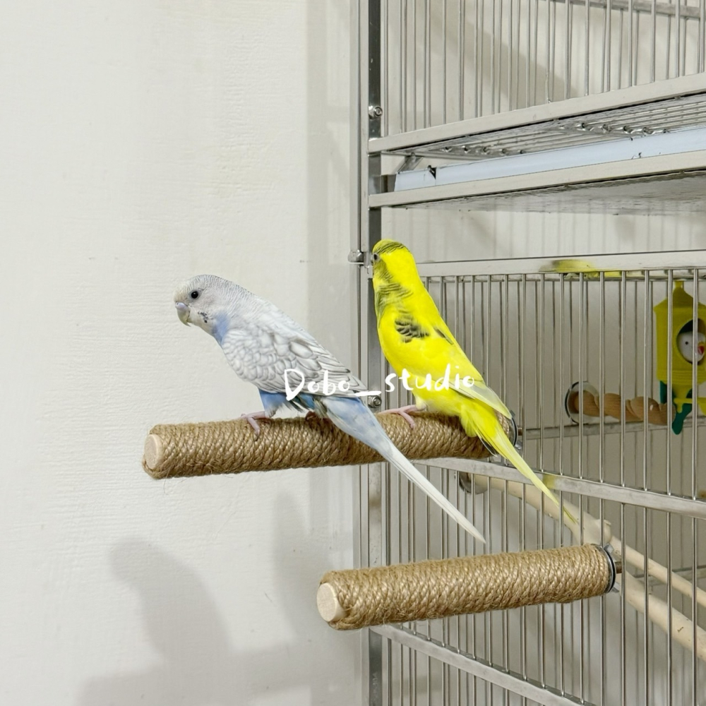 鳥我一下好嗎🍀鸚鵡麻繩站杆 鸚鵡麻繩站桿 鳥籠站杆 寵物麻繩站棒 鳥類站架 原木站棒 腳下抓握 鳥站棍 站桿 鳥類玩具-細節圖3