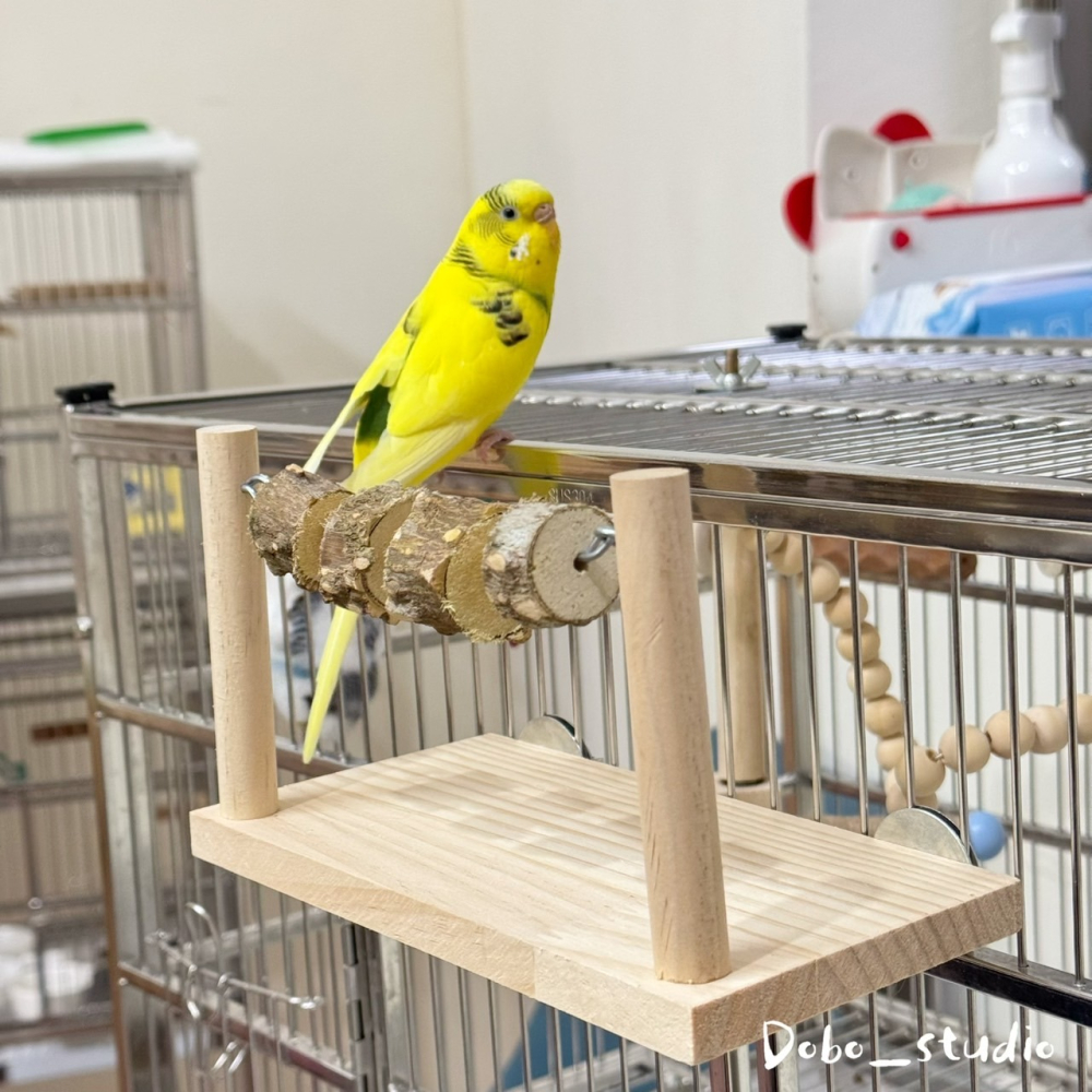鳥我一下好嗎🍀花椒木跳檯 啃咬花椒木 實木站台 攀爬站檯 鳥站架 花椒木站台 遊戲台 休息平檯 倉鼠 三線鼠跳台 鼠玩-細節圖9