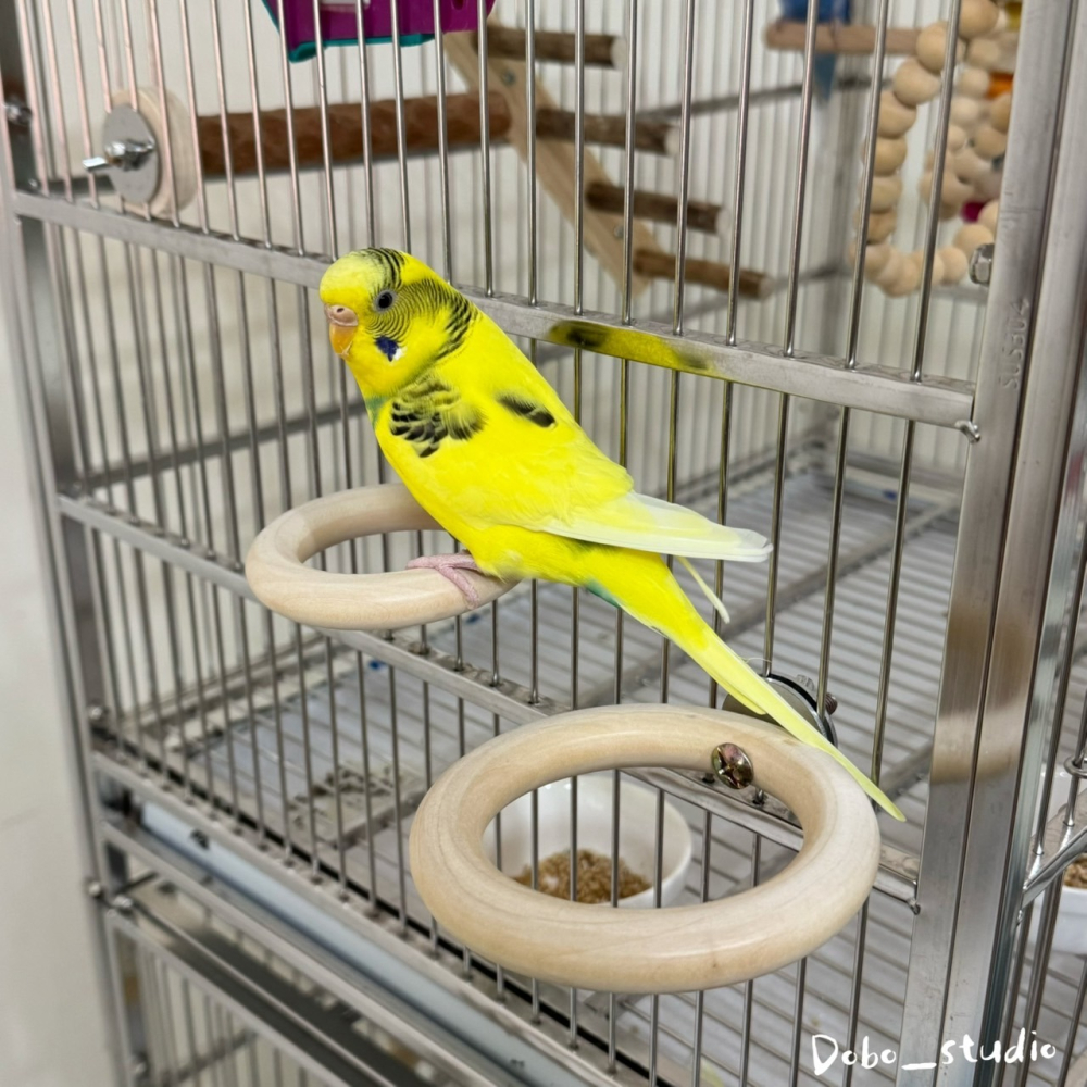 鳥我一下好嗎🍀原木圓形站環 原木站架 虎皮站架 啃咬磨牙 鳥木頭站架 中小型鳥站架 雀鳥 文鳥 牡丹鸚鵡 小太陽 玄鳳-細節圖7