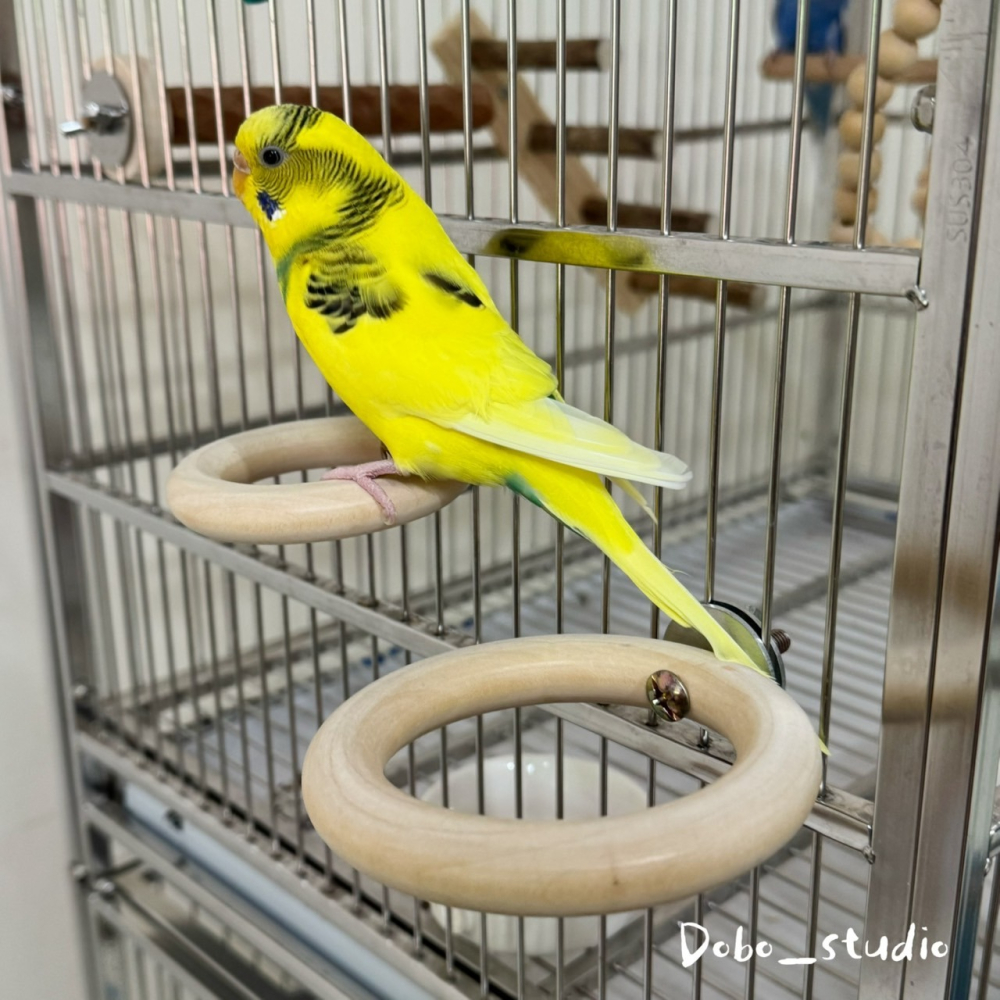 鳥我一下好嗎🍀原木圓形站環 原木站架 虎皮站架 啃咬磨牙 鳥木頭站架 中小型鳥站架 雀鳥 文鳥 牡丹鸚鵡 小太陽 玄鳳-細節圖8