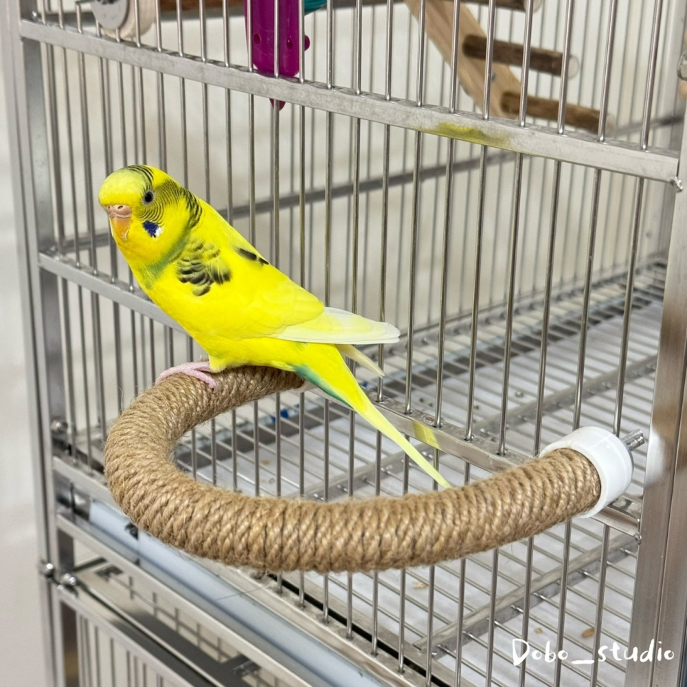 鳥我一下好嗎🍀麻繩U型站桿 劍麻休息站杆 中小型鳥專用 休息棲木架 造景裝飾 鳥用品 鸚鵡遊戲架 凱克鸚鵡 耐啃咬站棍-細節圖4