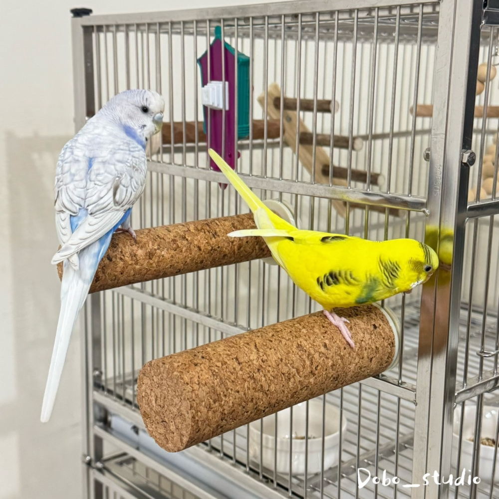 鳥我一下好嗎🍀鸚鵡軟木站桿 鸚鵡站桿 中大型鸚鵡站桿 發洩 寵物鳥站桿 灰鸚鵡 玄鳳鸚鵡 軟木棲息桿 木頭站桿 防滑站-細節圖9