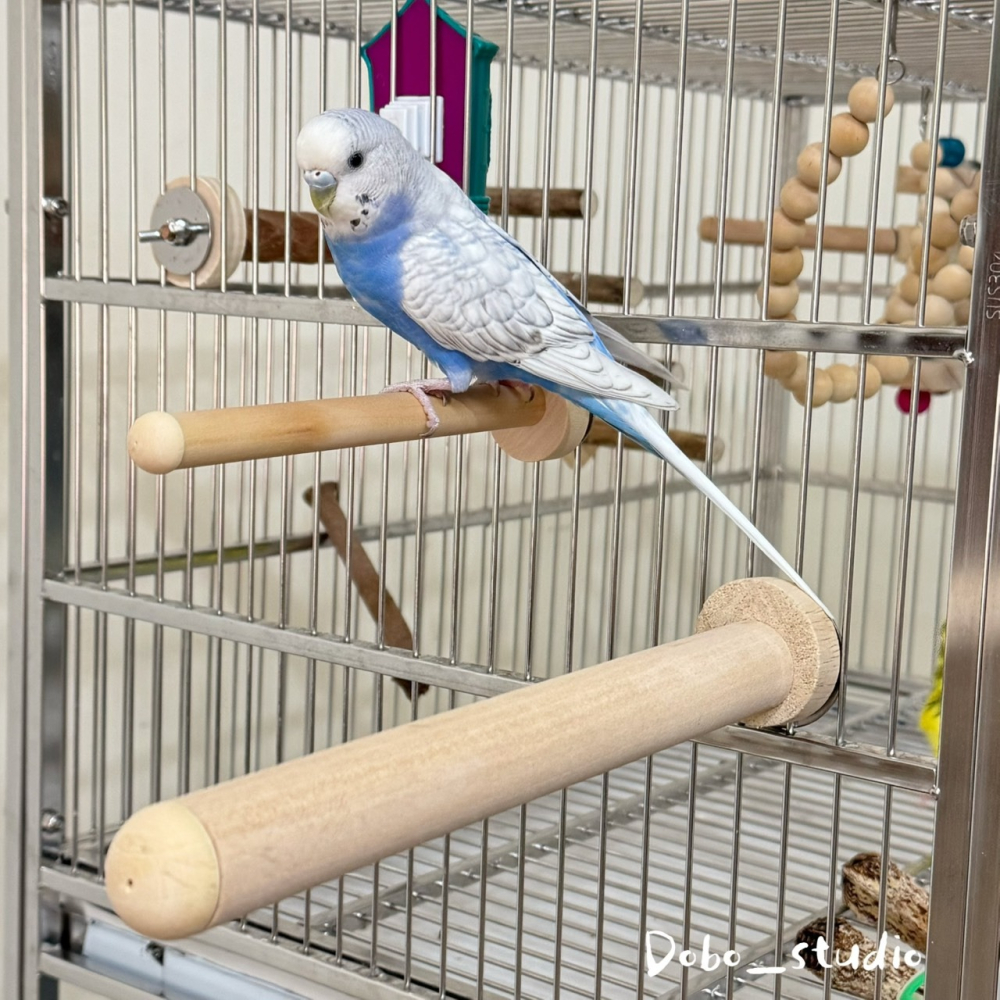鳥我一下好嗎🍀基礎款木站棍 鸚鵡磨爪站棍 15cm 木站桿 單鎖 鳥棲木 攀爬棍 原木棍 木製站棍 虎皮鸚鵡 太平洋鸚-細節圖3