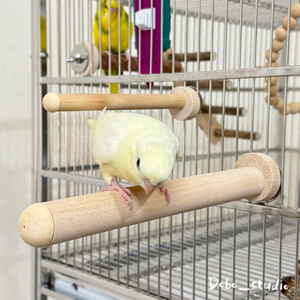 鳥我一下好嗎🍀基礎款木站棍 鸚鵡磨爪站棍 15cm 木站桿 單鎖 鳥棲木 攀爬棍 原木棍 木製站棍 虎皮鸚鵡 太平洋鸚-細節圖4
